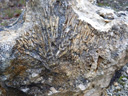 Polypier en gerbe (<em>Calamophylliopsis flabellum</em>) dans le récif fossile de l'Yonne (Réserve Naturelle du Bois du Parc, commune de Mailly le Château). On distingue à gauche les emplacements des polypes. Ce récif est daté du Jurassique terminal (-160 Ma). <a href='https://www.cen-bourgogne.fr/fichiers/livret-geotope-vallee-de-l-yonne-2018.pdf'>En savoir plus</a>. [3522 views]