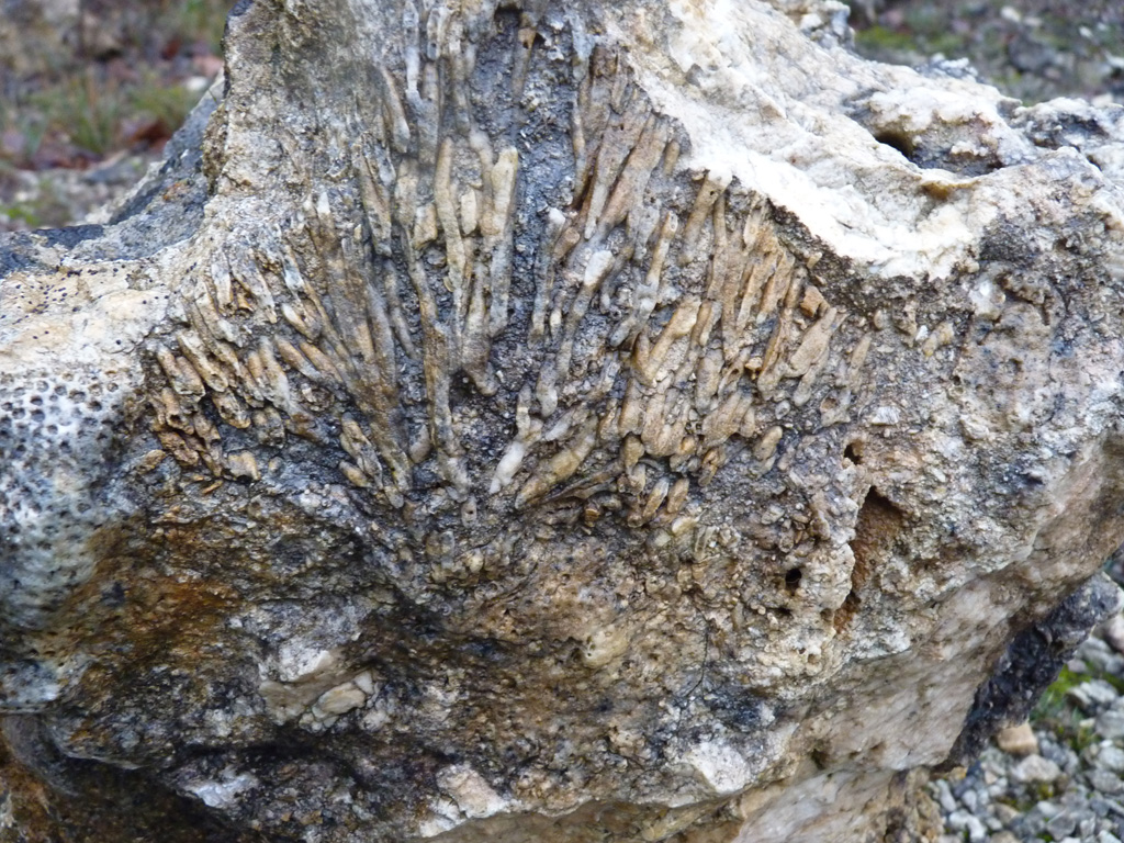 Polypier en gerbe (<em>Calamophylliopsis flabellum</em>) dans le récif fossile de l'Yonne (Réserve Naturelle du Bois du Parc, commune de Mailly le Château). On distingue à gauche les emplacements des polypes. Ce récif est daté du Jurassique terminal (-160 Ma). <a href='https://www.cen-bourgogne.fr/fichiers/livret-geotope-vallee-de-l-yonne-2018.pdf'>En savoir plus</a>.