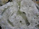 Calcaire à polypiers (coraux). Faciès (= Argovien) de l'Oxfordien supérieur (Jurassique  supérieur - ère secondaire) caractérisés par le développement  de milieux récifaux et périrécifaux. [9206 views]