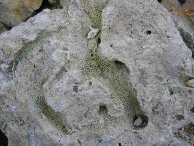 Calcaire à polypiers (coraux). Faciès (= Argovien) de l'Oxfordien supérieur (Jurassique  supérieur - ère secondaire) caractérisés par le développement  de milieux récifaux et périrécifaux.