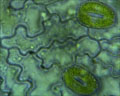 Stomates de l'épiderme inférieur du polypode. [11325 views]