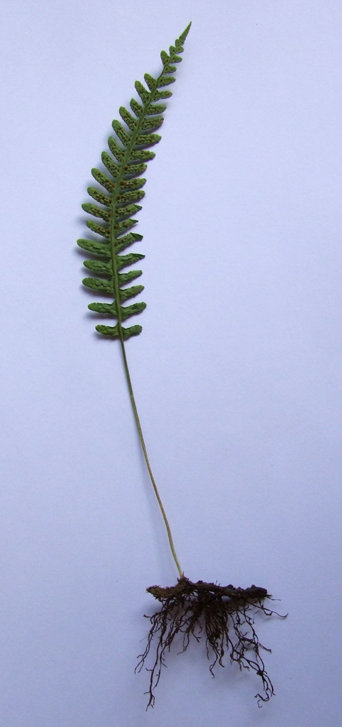 Polypode vulgaire (<em>Polypodium vulgare</em>). Il s'agit d'une fougère (Filicophyte). La tige est souterraine et contient des réserves (c'est un rhizome). On voit dessus de nombreuses racines adventives qui donnent son nom à la plante, du grec <em>polus</em> : nombreux, et <em>podion</em> : petit pied. Les feuilles composées, ou frondes, portent des groupes de <a href='https://phototheque.enseigne.ac-lyon.fr/photossql/photos.php?RollID=images&FrameID=sporanges'>sporanges orangés</a> à leur face inférieure. Les sporanges contiennent les spores qui, issues de la méiose, donnent après germination le gamétophyte (le prothalle).