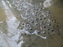 Les grenouilles (batraciens anoures) se reproduisent dans la majorité des cas par fécondation externe. La parade nuptiale donne lieu à un pseudo-accouplement particulier nommé amplexus : le mâle chevauche la femelle, en l'enlaçant de ses pattes antérieures aux aisselles ou à la taille. La femelle pond alors ses ovules (plusieurs centaines), entourés d'une enveloppe de consistance gélatineuse, et dont le diamètre total est de l'ordre de 8 mm. Le mâle les arrose de sperme et la fécondation et le développement ont lieu dans le milieu aquatique. Ici il doit s'agir d'une ponte de grenouille rousse car les œufs flottent en surface. Les œufs sont recouverts de plusieurs gangues d'aspect gélatineux qui assurent leur protection puis celle de l'embryon. Le rôle de ces gangues, ne se limite pas à celui d'une barrière physique vis-à-vis des agresseurs éventuels de l'œuf puisqu'elles exercent un effet « capacitant » sur les spermatozoïdes. De très nombreuses expériences montrent, en effet, que la proportion d'ovocytes fécondés est beaucoup plus grande lorsqu'ils sont munis de leurs gangues que lorsqu'ils sont nus. [25027 views]