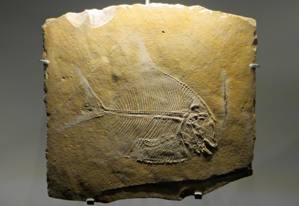 Fossile de <em> Proscinetes bernardi</em>, qui fait partie du groupe des Pycnodontes, groupe apparu au Trias et disparu à l'Eocène. C'est un poisson au corps aplati latéralement et discoïde. Il possède des dents marginales incisiviformes et des plaques dentaires munies de dents en pavé qui lui permettaient de broyer coraux, coquillages et crustacés. Il  provient de la carrière de Cerin (Ain), qui exploitait de 1850 à 1910 des calcaires du Kimméridgien terminal (Jurassique supérieur, - 151 Ma). Ces calcaires au grain très fin étaient utilisés en lithographie. Ils renferment également de très nombreux fossiles très variés et extraordinairement bien conservés.