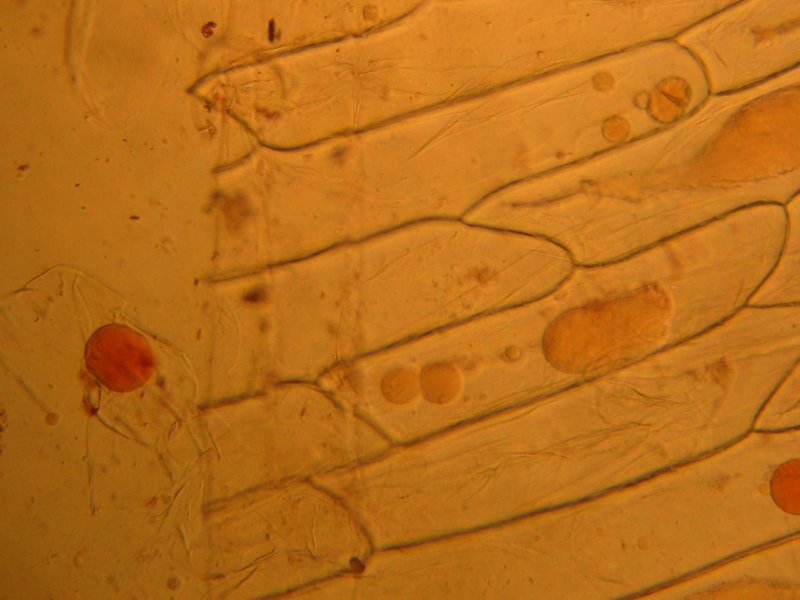 Protoplaste obtenu avec des cellules d'épiderme interne d'écaille d'oignon plasmolysées puis coupées à la lame de rasoir. On voit le protoplaste quitter son enveloppe rigide.
