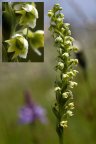<em>Pseudorchis albida</em> (Orchidées) peut faire jusqu'à une trentaine de cm et est assez discret du fait probablement de la petite taille de ses fleurs. Les petites fleurs jaunes sont serrées les unes contre les autres dans l'épi et présentent un labelle nettement découpé. On le trouve en général en altitude sur des pelouses assez fraîches où elle fleurit de mai à juillet. [8533 views]
