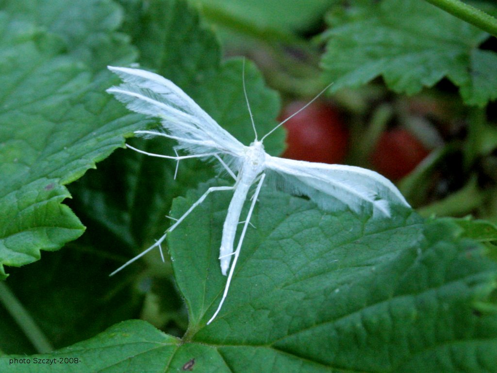 Ptérophore blanc (<em>Pterophorus pentadactylus</em>).