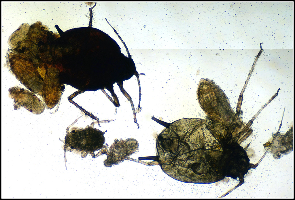 Des pucerons à différents stades pour illustrer la parthénogenèse (en haut à gauche ?). La parthénogenèse est un mode de reproduction sans fécondation (pas d'intervention du mâle). Dans la parthénogenèse mitotique (celle des pucerons), tous les descendants sont génétiquement identiques à leur mère (reproduction clonale). Photo prise au microscope objectif 2.5x et assemblage de 10 photos.