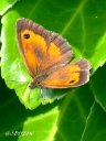 L'amaryllis (Nymphalidae, Satyrinae, <em>Pyronia tithonus</em>). Papillon brun foncé avec de larges taches brun orange ainsi qu'un ocelle sur l'aile antérieure. Femelle plus claire.
Habitat : bois clairs, prairies, haies de ronces, en dessous de 1000 m. [5841 views]