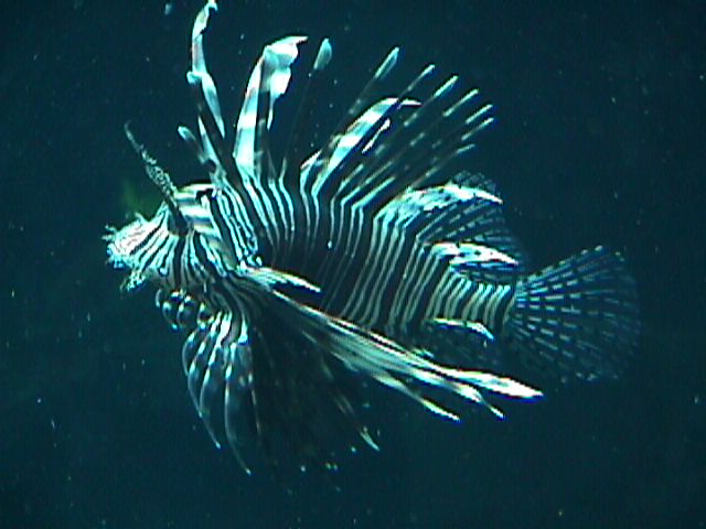Rascasse (Scorpaenidés, <em>Pterois volitans</em>), aquarium d'Antibes.