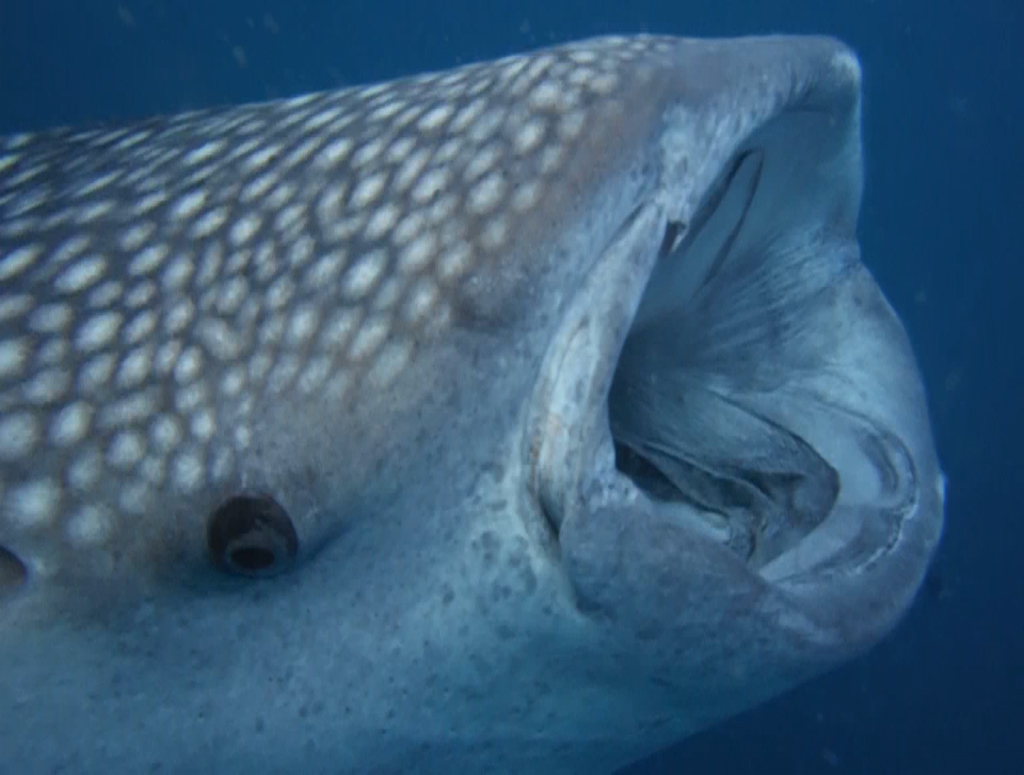 Jeune requin-baleine (<em>Rhincodontypus</em>) planctophage d'environ 6 à 7 m filtrant le biofilm de surface des eaux riches en plancton de la baie de Tadjourah à Djibouti entre octobre et janvier. Le courant chaud de surface de la mousson d'est vers l'ouest rejoint les eaux chaudes de la mer Rouge à Djibouti. Il s'enrichit en sels minéraux dissous remontés des profondeurs abyssales par l'upwelling somalien ce qui provoque un bloom phytoplanctonique dont bénéficie tout le réseau trophique de la baie de Tadjourah. Vue 1 – <a href='https://phototheque.enseigne.ac-lyon.fr/photossql/photos.php?RollID=images&FrameID=requin-baleine2'>Vue 2</a>.