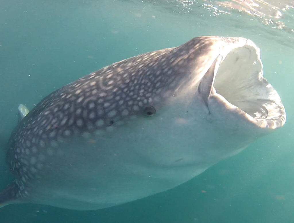 Jeune requin-baleine (<em>Rhincodontypus</em>) planctophage d'environ 6 à 7 m filtrant le biofilm de surface des eaux riches en plancton de la baie de Tadjourah à Djibouti entre octobre et janvier. Le courant chaud de surface de la mousson d'est vers l'ouest rejoint les eaux chaudes de la mer Rouge à Djibouti. Il s'enrichit en sels minéraux dissous remontés des profondeurs abyssales par l'upwelling somalien ce qui provoque un bloom phytoplanctonique dont bénéficie tout le réseau trophique de la baie de Tadjourah. <a href='https://phototheque.enseigne.ac-lyon.fr/photossql/photos.php?RollID=images&FrameID=requin-baleine1'>Vue 1</a>– Vue 2.