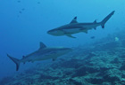 Requins pointe noire, <em>Carcharhinus melanopterus</em>. Distribution géographique : Indo-Pacifique. Requin de récif qui doit son nom à l'extrémité noire de ses nageoires. Il évolue dans les eaux peu profondes en bordure des lagons et doit toujours être en mouvement pour respirer, sinon il s'asphyxie. Le requin pointe-noire est vivipare (les femelles mettent au monde des jeunes à la fin de leur développement embryonnaire), et après 9 mois de gestation la femelle donnera naissance à 4 petits pointes noires d'une cinquantaine de cm. Taille maximale : 2 mètres. [6080 views]