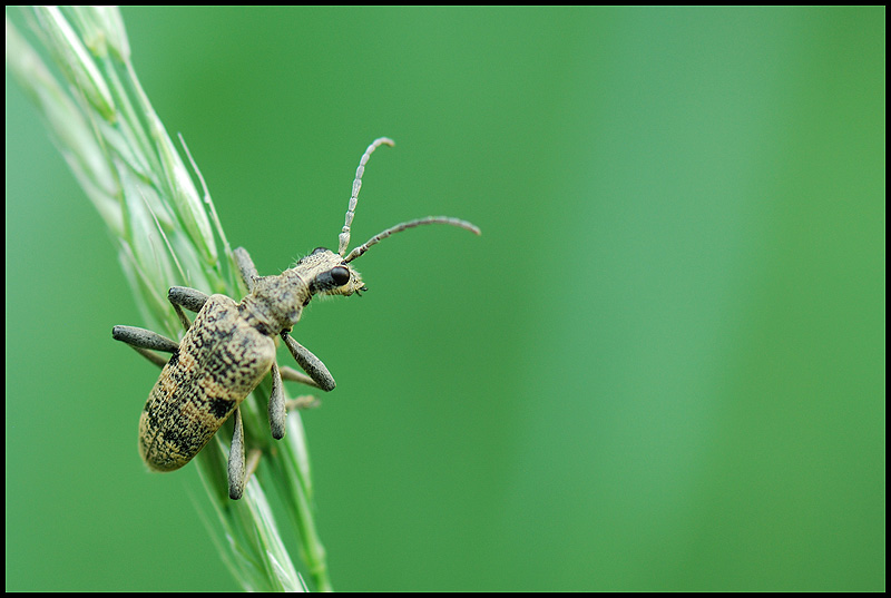 Coléoptères, Longicornes, <em>Rhagium</em> (<em>Megarhagium</em>) <em>mordax</em>.
