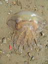 Méduse échouée sur la plage, <em>Rhizostoma pulmo</em>. Ombrelle en cloche atteignant 90 cm de diamètre ; pas de tentacules périphériques ; sur les bords de l'ombrelle, 96 lobes et 16 organes sensoriels ; les 8 bras buccaux sont soudés. Habitat : pélagique. [2822 views]