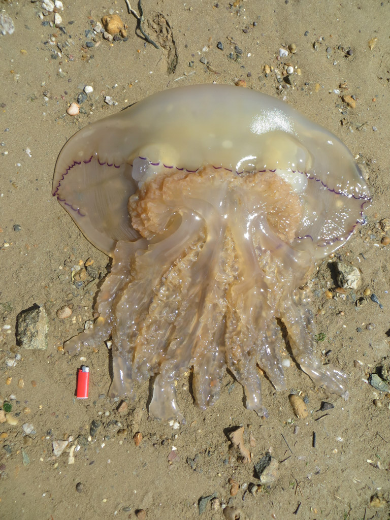 Méduse échouée sur la plage, <em>Rhizostoma pulmo</em>. Ombrelle en cloche atteignant 90 cm de diamètre ; pas de tentacules périphériques ; sur les bords de l'ombrelle, 96 lobes et 16 organes sensoriels ; les 8 bras buccaux sont soudés. Habitat : pélagique.