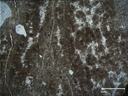 Rhyolite fluidale sphérolitique provenant du massif de L'Esterel (248 millions d'années), observée en lame mince (lumière polarisée non analysée). 
Rares phénocristaux de quartz et de sanidine ; sphérolites d'orthose fibro-radiés ; quartz intersticiels. La fluidalité est marquée en lame mince par l'alignement des sphérolites d'orthose. Macroscopiquement, la fluidalité  et la faible abondance des phénocristaux sont caractéristiques de ces types de roche, ce qui les distingue des rhyolites ignimbritiques du même massif.
à voir aussi : <a href='https://phototheque.enseigne.ac-lyon.fr/photossql/photos.php?RollID=images&FrameID=quartz_lacune_croissance'>autre image de lame mince de
rhyolite fluidale sphérolitique</a>, photo d'<a href='https://phototheque.enseigne.ac-lyon.fr/photossql/photos.php?RollID=images&FrameID=rhyolite_fluidale'>affleurement</a> et  photo <a href=' https://phototheque.enseigne.ac-lyon.fr/photossql/photos.php?RollID=images&FrameID=pli '>pli de fluidalité de l'Esterel</a>.
 [24886 views]