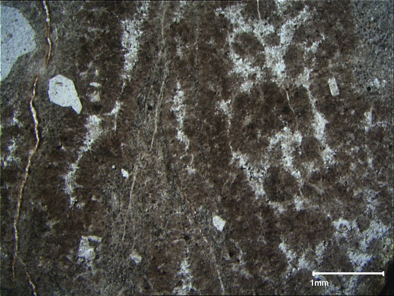Rhyolite fluidale sphérolitique provenant du massif de L'Esterel (248 millions d'années), observée en lame mince (lumière polarisée non analysée). 
Rares phénocristaux de quartz et de sanidine ; sphérolites d'orthose fibro-radiés ; quartz intersticiels. La fluidalité est marquée en lame mince par l'alignement des sphérolites d'orthose. Macroscopiquement, la fluidalité  et la faible abondance des phénocristaux sont caractéristiques de ces types de roche, ce qui les distingue des rhyolites ignimbritiques du même massif.
à voir aussi : <a href='https://phototheque.enseigne.ac-lyon.fr/photossql/photos.php?RollID=images&FrameID=quartz_lacune_croissance'>autre image de lame mince de
rhyolite fluidale sphérolitique</a>, photo d'<a href='https://phototheque.enseigne.ac-lyon.fr/photossql/photos.php?RollID=images&FrameID=rhyolite_fluidale'>affleurement</a> et  photo <a href=' https://phototheque.enseigne.ac-lyon.fr/photossql/photos.php?RollID=images&FrameID=pli '>pli de fluidalité de l'Esterel</a>.
