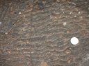 Rides de courants ou "ripple marks" fossiles de la dalle de la Lieude (Permien). La pièce de 20 centimes d'euro donne l'échelle. La direction des crètes est perpendiculaire au mouvement de l'eau. [12022 views]