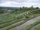 Le climat et les flancs particulièrement fertiles (très riches en sels minéraux) des volcans indonésiens sont propices à la culture de riz en espaliers. On peut y faire jusqu'à trois récoltes par an. [16372 views]