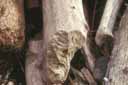 Indice de l'alimentation des animaux. Un tronc rongé montre nettement les traces des incisives  du castor. [7689 views]