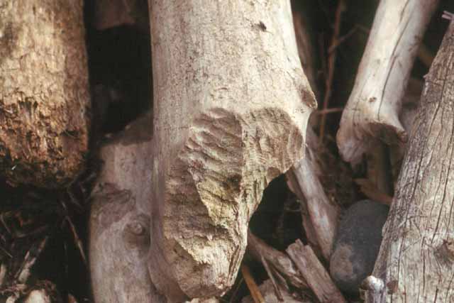 Indice de l'alimentation des animaux. Un tronc rongé montre nettement les traces des incisives  du castor.