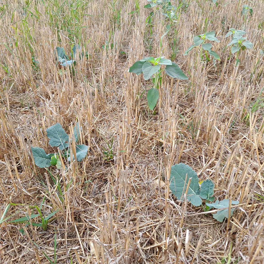 Parcelle de bl&eacute; apr&egrave;s la r&eacute;colte. Des graines laiss&eacute;es par les cultures des ann&eacute;es pr&eacute;c&eacute;dentes ont germ&eacute;&nbsp;parmi les &eacute;teules du bl&eacute; : on voit du colza au premier plan, et des tournesols au second plan. La rotation des cultures se construit en alternant la culture de familles v&eacute;g&eacute;tales diversifi&eacute;es sur une m&ecirc;me parcelle, dans un cycle de saisons de culture qui se r&eacute;p&egrave;te. L&rsquo;ensemble de ces cycles sur la totalit&eacute; de l&rsquo;exploitation ou du territoire s&rsquo;appelle l&rsquo;assolement. La rotation des cultures permet le maintien ou l&rsquo;am&eacute;lioration de la fertilit&eacute; des sols et la r&eacute;duction d&rsquo;usage de produits phytosanitaires.