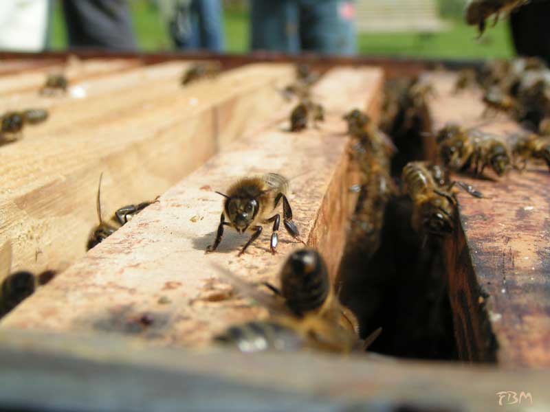 L'essaim d'abeilles placé dans une ruche construira ses alvéoles dans des cadres de bois placés verticalement et parallèles les uns aux autres.<br />
Photo : <a href='https://phototheque.enseigne.ac-lyon.fr/photossql/photos.php?RollID=images&FrameID=essaim1'>1</a> - <a href='https://phototheque.enseigne.ac-lyon.fr/photossql/photos.php?RollID=images&FrameID=essaim2'>2</a> - <a href='https://phototheque.enseigne.ac-lyon.fr/photossql/photos.php?RollID=images&FrameID=essaim3'>3</a> - <a href='https://phototheque.enseigne.ac-lyon.fr/photossql/photos.php?RollID=images&FrameID=essaim4'>4</a> - <a href='https://phototheque.enseigne.ac-lyon.fr/photossql/photos.php?RollID=images&FrameID=essaim5'>5</a> - 6