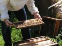 Abeilles : les ouvrières sont au travail sur ces cadres : construction des alvéoles et remplissage de miel ou de pollen. [5978 views]