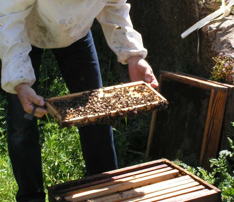 Abeilles : les ouvrières sont au travail sur ces cadres : construction des alvéoles et remplissage de miel ou de pollen.