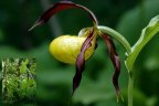 Sabot de Venus : <em>Cypripedium calceolus</em> (Orchidées) ne peut être confondu avec aucune autre espèce. Cette magnifique plante possède de larges feuilles pointues sillonnées de nervures saillantes. La fleur de taille remarquable est en général unique, voire double, exceptionnellement triple. Le périanthe est pourpre foncé et les sépales sont soudés et dirigés vers le bas. Le labelle en forme de sabot jaune vif brillant est caractéristique.  On peut trouver cette orchidée en moyenne montagne dans les hêtraies ou sapineraies souvent dans les clairières mais rarement en plein soleil. Elle fleurit de mai à juillet. Cette espèce est protégée sur le plan national. [12021 views]
