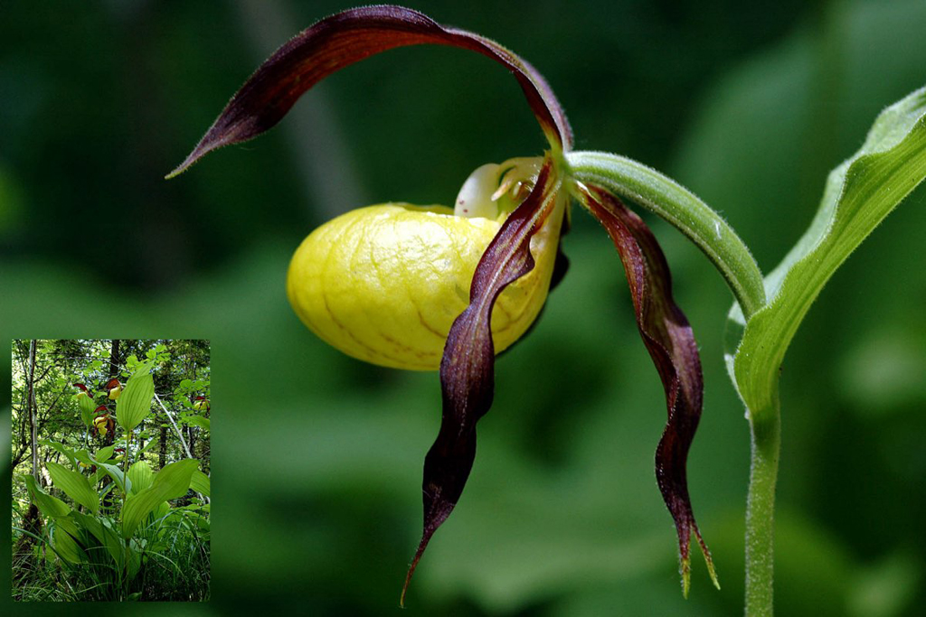 Sabot de Venus : <em>Cypripedium calceolus</em> (Orchidées) ne peut être confondu avec aucune autre espèce. Cette magnifique plante possède de larges feuilles pointues sillonnées de nervures saillantes. La fleur de taille remarquable est en général unique, voire double, exceptionnellement triple. Le périanthe est pourpre foncé et les sépales sont soudés et dirigés vers le bas. Le labelle en forme de sabot jaune vif brillant est caractéristique.  On peut trouver cette orchidée en moyenne montagne dans les hêtraies ou sapineraies souvent dans les clairières mais rarement en plein soleil. Elle fleurit de mai à juillet. Cette espèce est protégée sur le plan national.