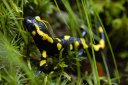 La salamandre tachetée - <em>Salamandra salamandra</em> (jeune individu). Amphibien Urodèle pouvant atteindre une quinzaine de cm (queue comprise)   et pouvant vivre plus d'une cinquantaine d'années. C'est un animal aux moeurs plutôt nocturnes. Elle se nourrit de vers, de limaces ou autres   escargots et de larves (chenilles...). [5459 views]