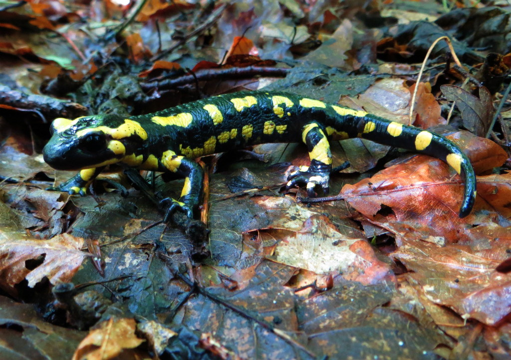 Salamandre tachetée (<em>Salamandre salamandra</em>). Batracien urodèle, hôte habituel des forêts feuillues humides de moyenne altitude. Sort plutôt la nuit surtout après la pluie à la recherche de vers, mollusques et myriapodes.