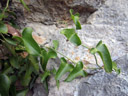 La salsepareille, ou liseron épineux (<em>Smilax aspera</em> L.) est une plante monocotylédone de la famille des Smilacacées. C'est une liane vivace, épineuse, à feuilles coriaces, commune dans la région méditerranéenne. [7231 views]