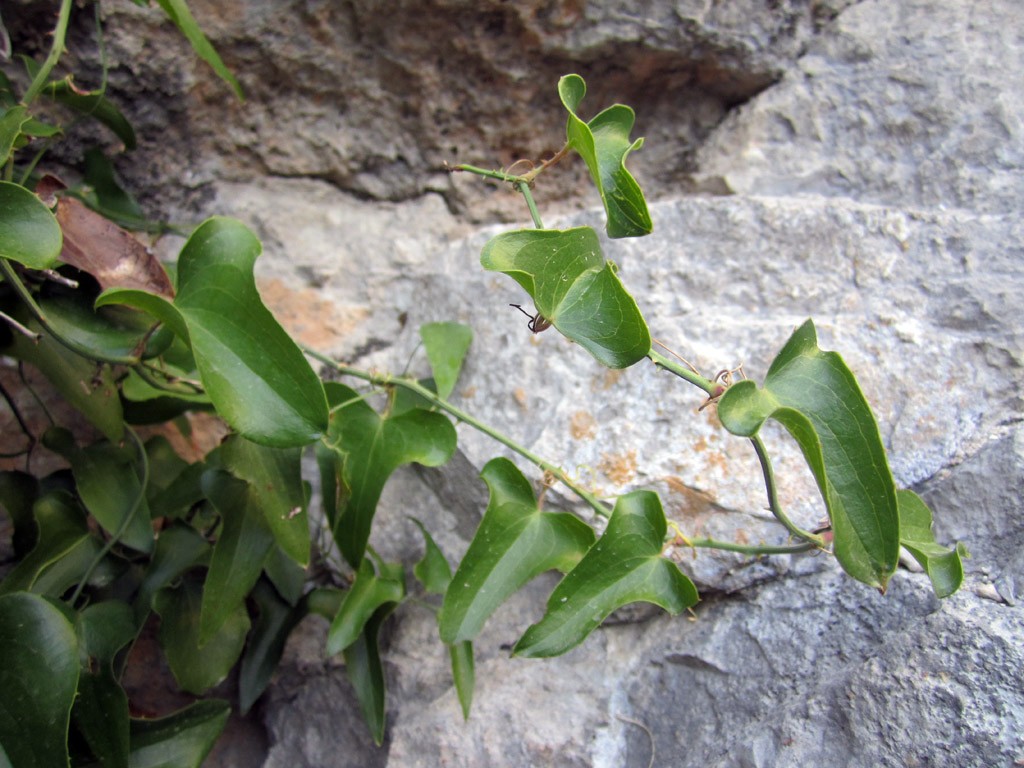 La salsepareille, ou liseron épineux (<em>Smilax aspera</em> L.) est une plante monocotylédone de la famille des Smilacacées. C'est une liane vivace, épineuse, à feuilles coriaces, commune dans la région méditerranéenne.