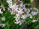 Saponaire officinale (<em>Saponaria officinalis</em>), une plante herbacée vivace de la famille des Caryophyllaceae. C'est parce qu'elle contient de la saponine, une substance qui a la propriété de faire mousser comme du savon, que la Saponaire officinale porte aussi le nom d'« herbe à savon », « savon du fossé », « savonnière », « laurier fleuri ». [7263 views]