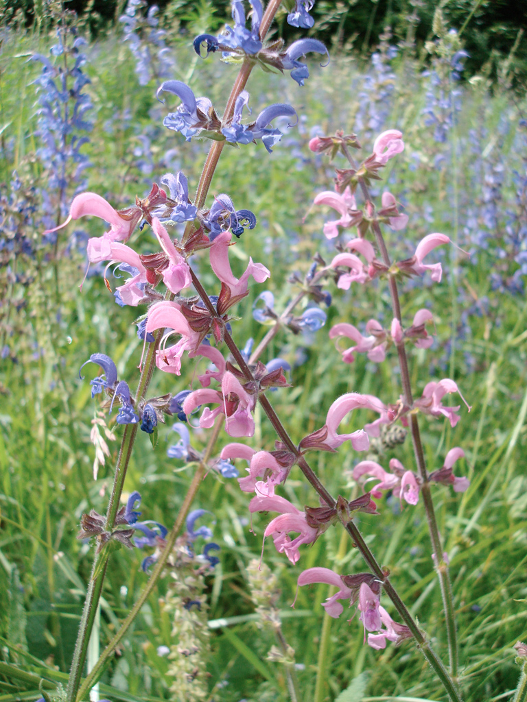 Sauge des prés (<em>Salvia pratensis</em>). Les fleurs de la sauge des prés sont communément bleues violacées. Mais au sein d'une population on peut trouver quelques individus de phénotype différent, ici à fleurs roses.