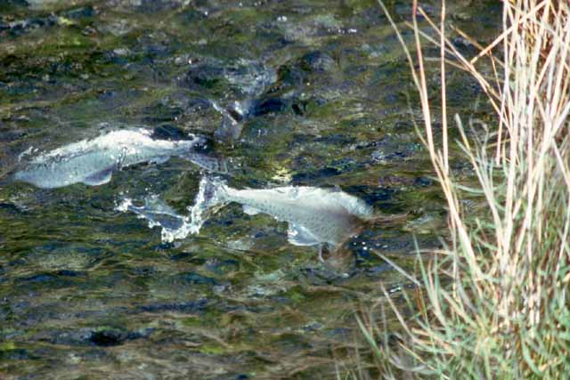 Des saumons remontent une rivière d'Alaska non loin de Valdez. Ici des mâles qui arrivent sur le lieu de reproduction juste avant l'arrivée des femelles.