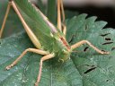 La Grande Sauterelle Verte (<em>Tettigonia viridissima</em> L., Insecta, Orthoptera, Ensifera, Tettigoniidae). C'est un Orthoptère commun dans nos campagnes, que les mâles animent de leur puissant chant, du début de l'été jusqu'en automne. A l'instar des autres Ensifères (Sauterelles, Grillons..., mais pas les Criquets), les femelles se reconnaissent grâce au long "couteau" qu'elles portent au bout de l'abdomen. Il ne sert nullement à piquer ou à couper, mais il s'agit de l'ovipositeur (organe de ponte) qui leur permet de pondre leurs œufs dans le sol ou la tige d'une plante. Cependant leurs puissantes mandibules peuvent infliger des morsures (parfois un peu douloureuses), si on les titille un peu trop ... [11568 views]