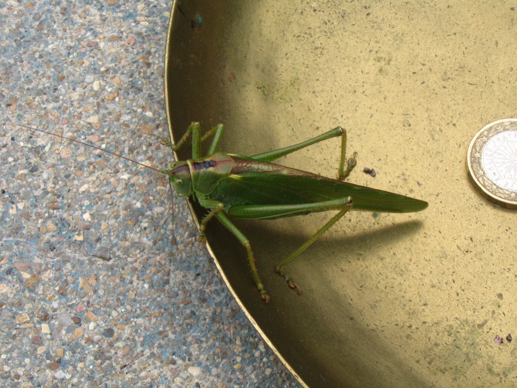 Grande sauterelle verte, arthropode. Elle vit dans les herbes hautes, se nourrit d'insectes et particulièrement de larves de doriphores, se déplace en volant, sautant ou marchant. Elle vit autant le jour que la nuit.