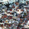 Eclogite. <br />   Cette roche se situe de façon intermédiaire entre le faciès schiste bleu et le faciès éclogite du métamorphisme.  On y distingue des plagioclases blancs, des pyroxènes vert-vert bronze, des amphibole noir-bleuté (glaucophane) et des grenats roses. <br /><br />   Cette photographie est proposée dans le cadre d'une évaluation de la quantité d'eau contenue dans la roche (depuis le gabbro de dorsale jusqu'à l'éclogite) par l'utilisation du logiciel Mesurim. <a href='http://svt.enseigne.ac-lyon.fr/spip/spip.php?article392'>Lien avec le dossier pédagogique</a>.<br /><br />   Mots clefs : métagabbro - éclogite - mesurim -  lithosphère - subduction - plagioclase - glaucophane - grenat - jadéite - pyroxène [28779 views]