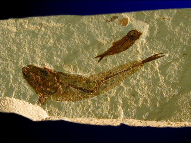 Poisson fossile : <em>Scombroclupea</em>, Liban, -90 Ma.