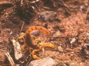 <em>Buthus occitanus</em> - Le Scorpion jaune peut atteindre 6/8 cm de long, on peut le trouver assez facilement dans les pays méridionaux, sous les pierres en journée. Sa piqûre est douloureuse mais   non mortelle. [6675 views]