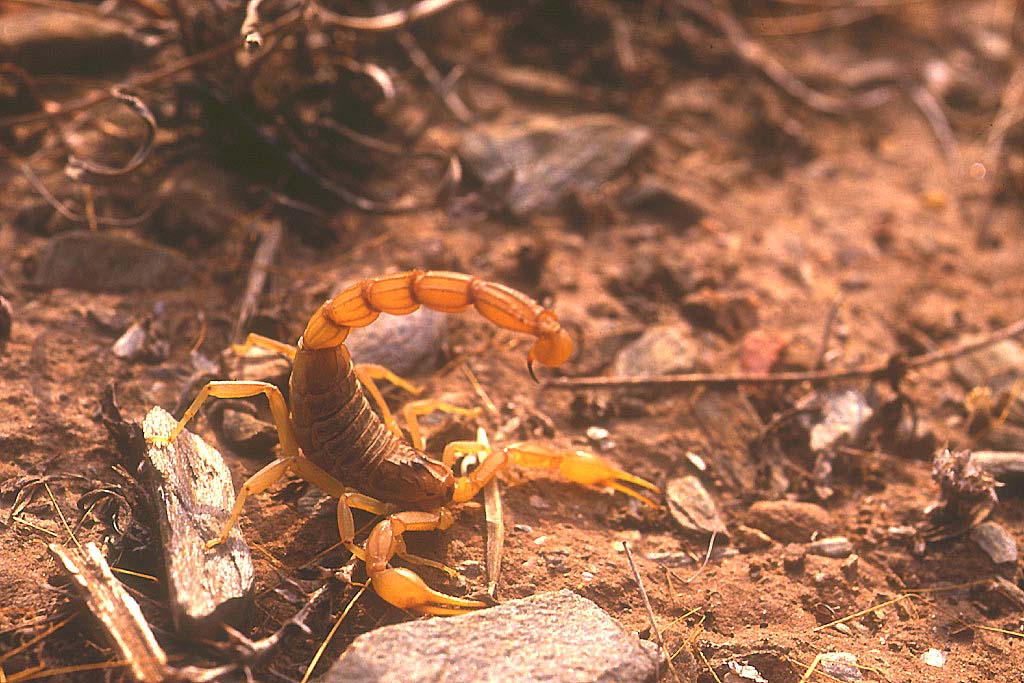 <em>Buthus occitanus</em> - Le Scorpion jaune peut atteindre 6/8 cm de long, on peut le trouver assez facilement dans les pays méridionaux, sous les pierres en journée. Sa piqûre est douloureuse mais   non mortelle.