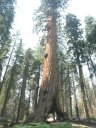 Séquoia géant. <em>Sequoia giganteum</em>. [37748 views]