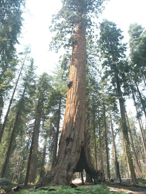 Séquoia géant. <em>Sequoia giganteum</em>.