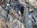 Affleurement de serpentinite. Il s’agit de phyllosilicates résultant de l’hydratation des olivines (et accessoirement des pyroxènes) des péridotites. Ce sont donc les produits du métamorphisme du manteau. Les formes les plus courantes de serpentinites sont vertes à blanches ou jaunâtre, avec souvent des reflets bleutés. Elles tirent leur nom de leur aspect semblable à celui d'écailles et une sensation particulière au toucher, qui peut évoquer la peau d'un serpent. Ces roches se trouvent généralement dans des chaines de montagnes, anciennes ou récentes, qui ont amené à proximité de la surface des parties du manteau terrestre.<br />
<a href= 'https://phototheque.enseigne.ac-lyon.fr/photossql/photos.php?RollID=images&FrameID=serpentinite_gavignano1'>Vue d’ensemble de l’affleurement</a> – <a href='https://phototheque.enseigne.ac-lyon.fr/photossql/photos.php?RollID=images&FrameID=serpentinite_gavignano2'> Vue rapprochée 1</a> – Vue rapprochée 2 – <a href='https://phototheque.enseigne.ac-lyon.fr/photossql/photos.php?RollID=images&FrameID=serpentinite_gavignano4'> Échantillon 1</a> – <a href='https://phototheque.enseigne.ac-lyon.fr/photossql/photos.php?RollID=images&FrameID=serpentinite_gavignano5'> Échantillon 2</a>
 [94 views]