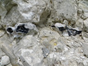 Nodules ou rognons de silex dans de la craie turonienne (Crétacé supérieur, de -93,9 à -89,8 millions d'années). Un silex est composé de silice SiO<sub>2</sub> sous différentes formes cristallines (opale, calcédoine, quartz). On distingue deux parties : un cœur (noyau ou nucleus) très sombre, et un cortex très clair. Le silex se forme au sein des sédiments marins (boue calcaire) à partir de la silice dissoute provenant de l'altération des minéraux silicatés de la croûte continentale. Au cours de l'enfouissement et de la diagénèse, la croissance du silex par cristallisation se fait de manière centrifuge, c'est la partie externe qui est la moins évoluée et la partie interne qui est la plus évoluée. L'évolution normale de la silice est opale -> calcédonite microporeuse -> calcédonite compacte -> quartz. [22140 views]