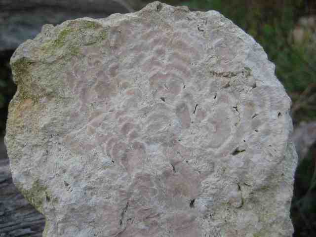 <em>Solenopora jurassica</em>. Calcaires stratifiés construits (zones d'accroissement concentriques) par des algues (teinte rosée) (l'échantillon a  une hauteur de 20 cm et une largeur moyenne de 15 cm). Thalle calcaire pouvant dépasser 10 cm de diamètre. Faciès (= Argovien) de l'Oxfordien supérieur (Jurassique supérieur - ère secondaire) caractérisés par le développement de milieux récifaux et périrécifaux.